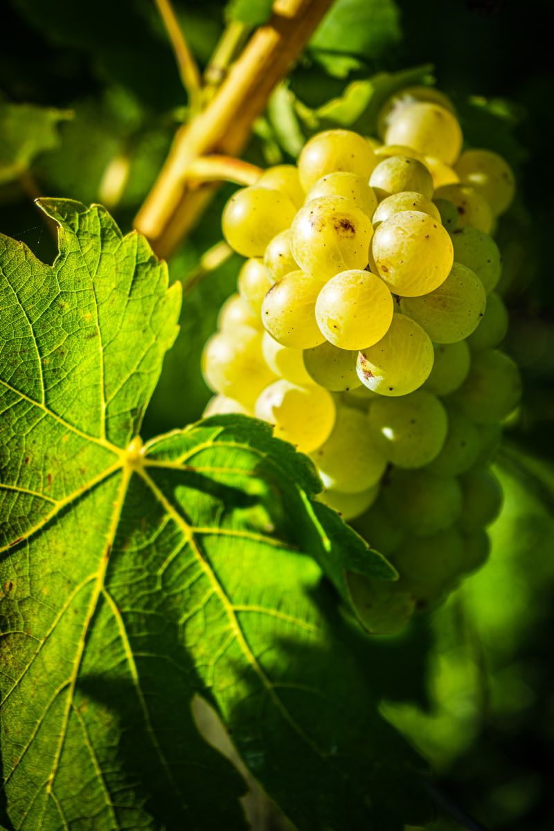 Vibrant green grapes hanging on a vine with lush leaves, illuminated by sunlight, signaling harvest time.