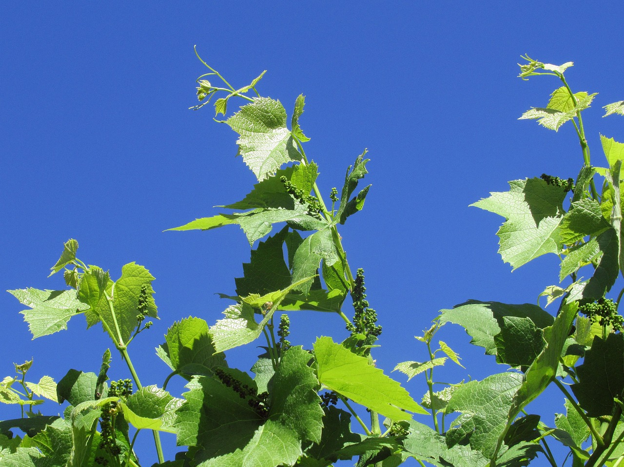 szölö, garden, nature, grape leaf